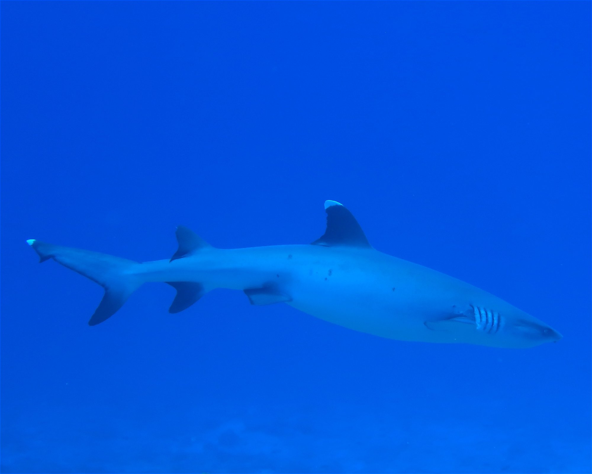 DivePoint Hudhuran Fushi, 20193 Male