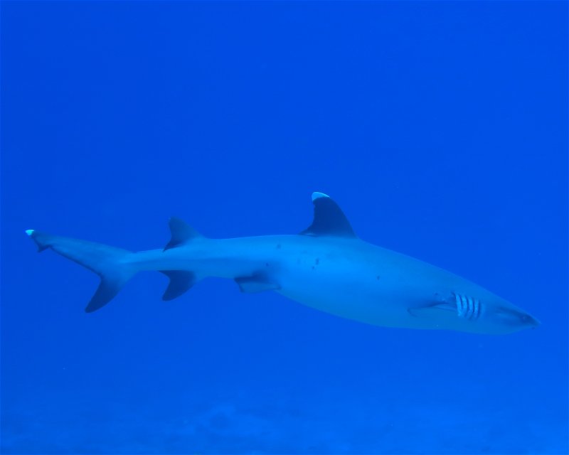 Divesite Image
