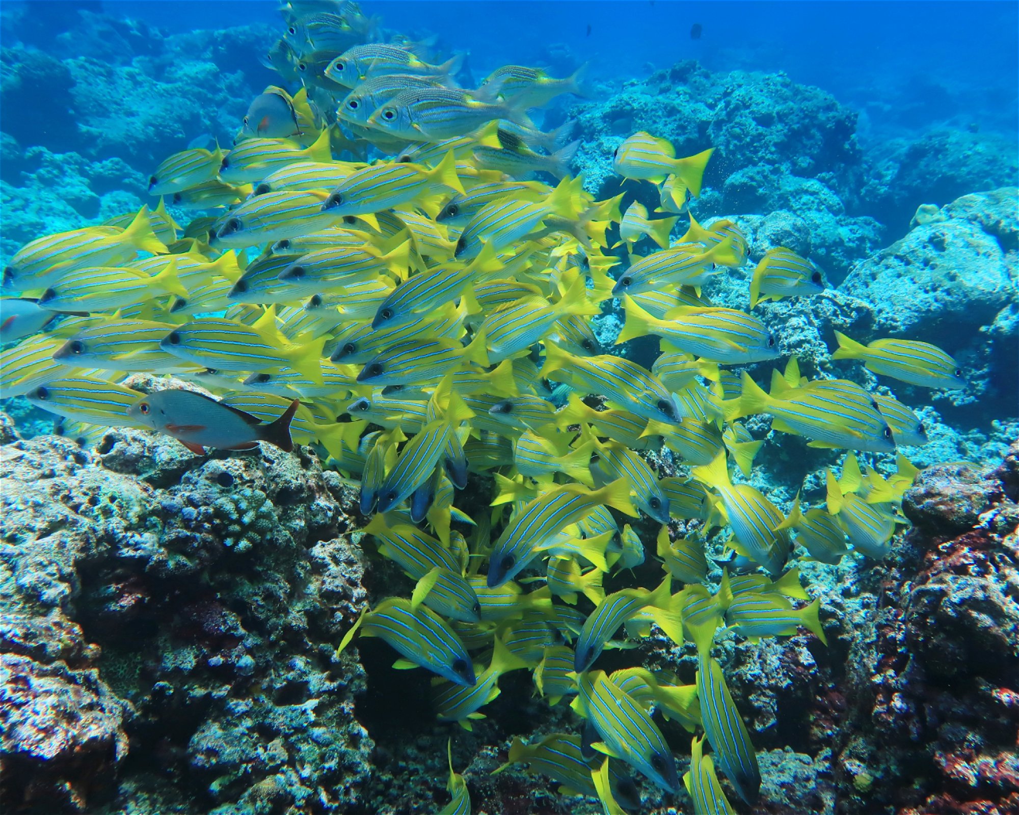 DivePoint Hudhuran Fushi, 20193 Male