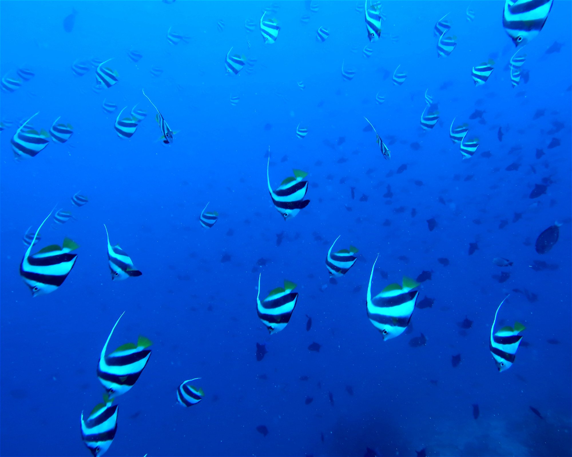 DivePoint Hudhuran Fushi, 20193 Male