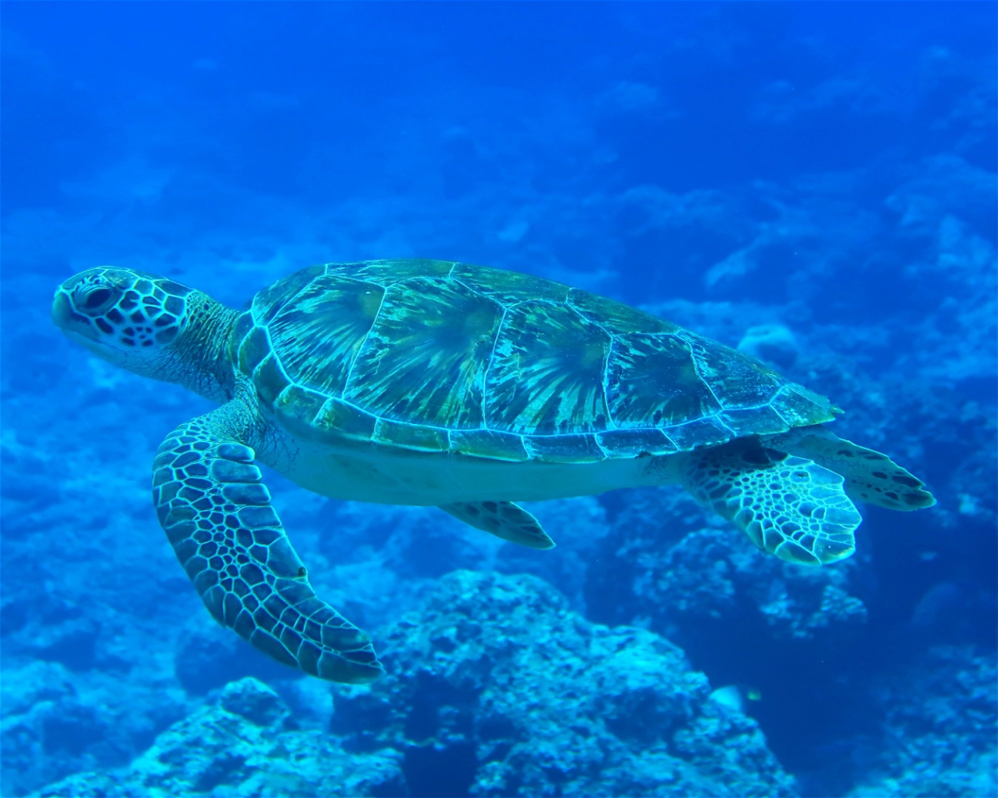 DivePoint Hudhuran Fushi, 20193 Male