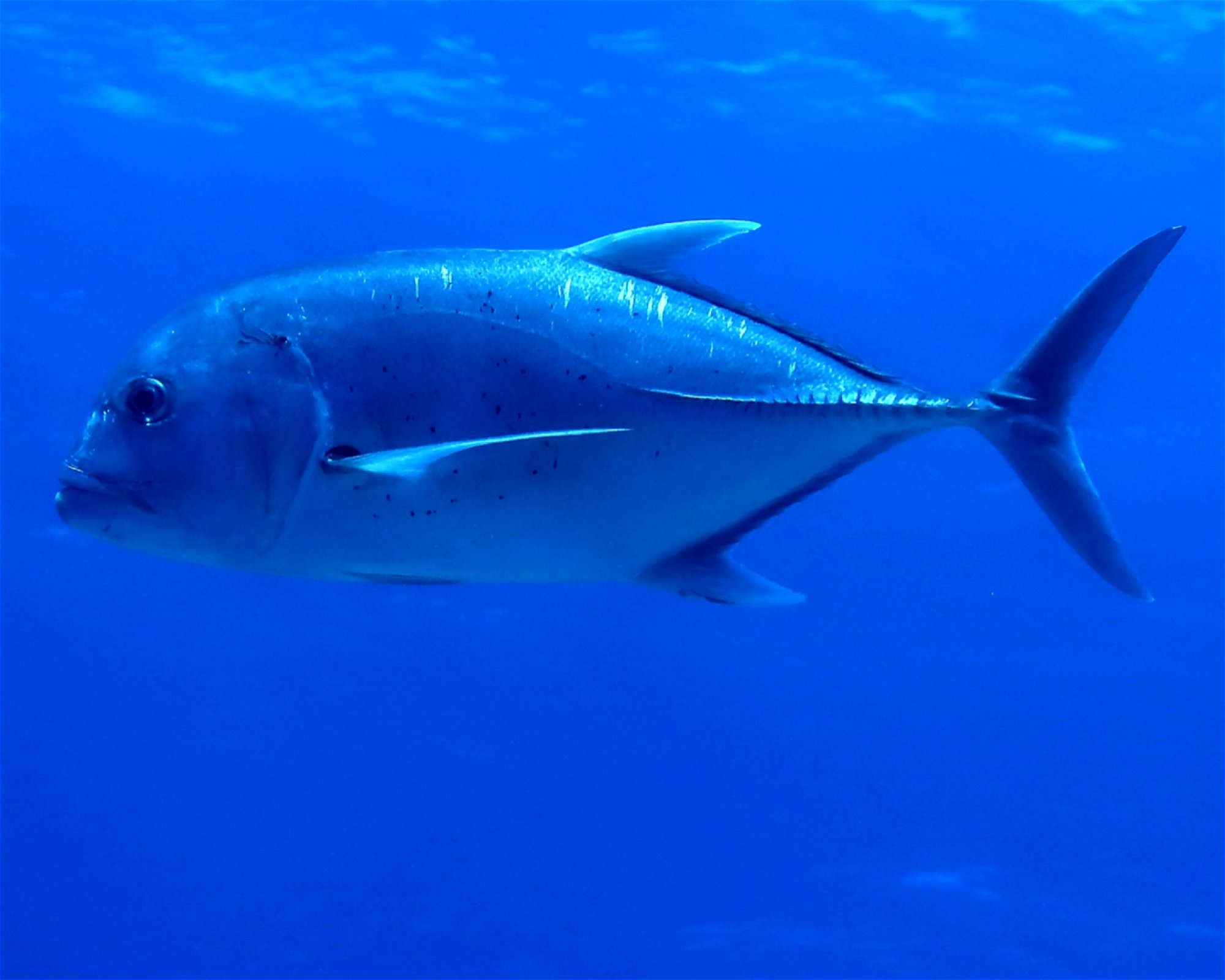 DivePoint Hudhuran Fushi, 20193 Male