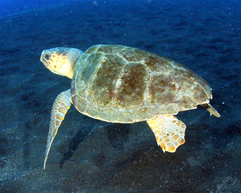 Divesite Image