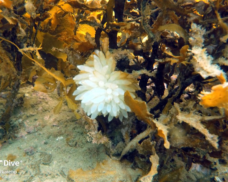 Divesite Image
