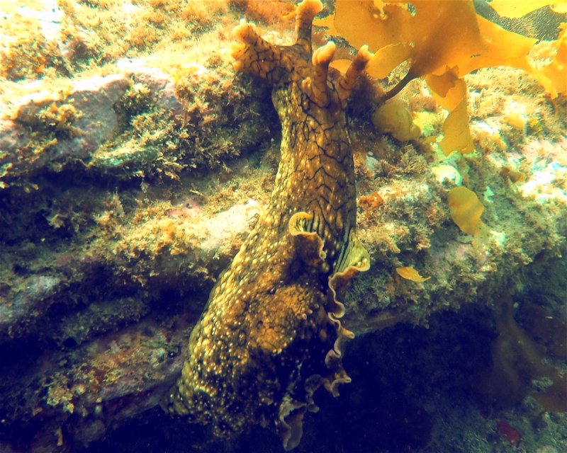 Divesite Image