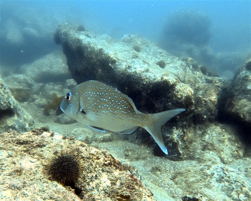 Divesite Image
