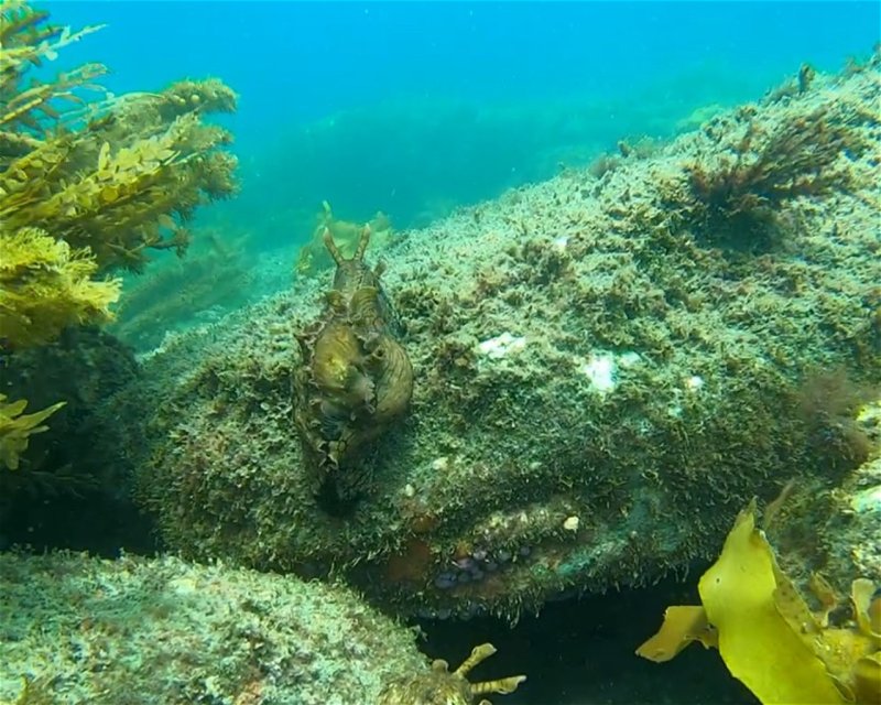 Divesite Image