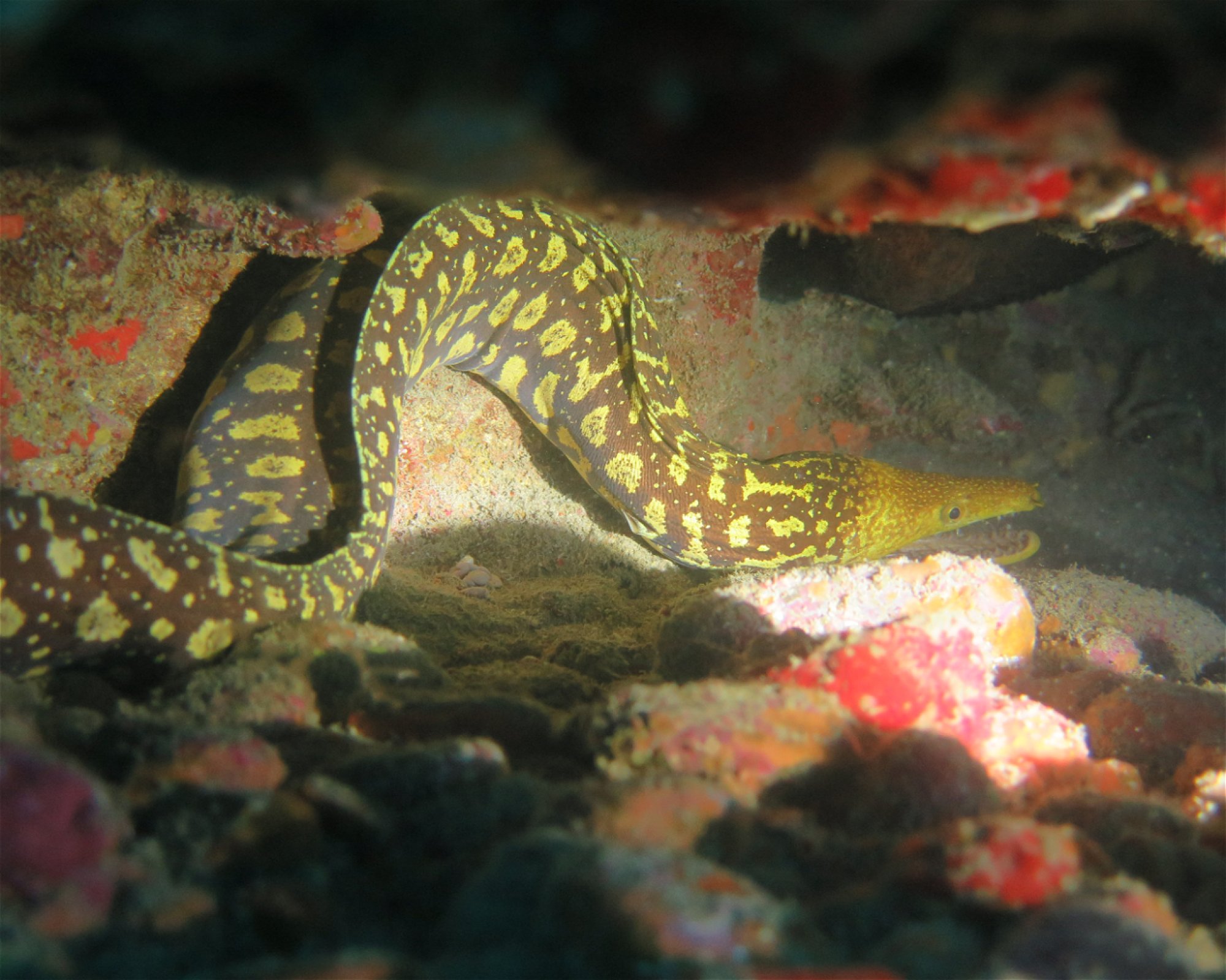 SCUBA SUR, 35120 Arguineguin