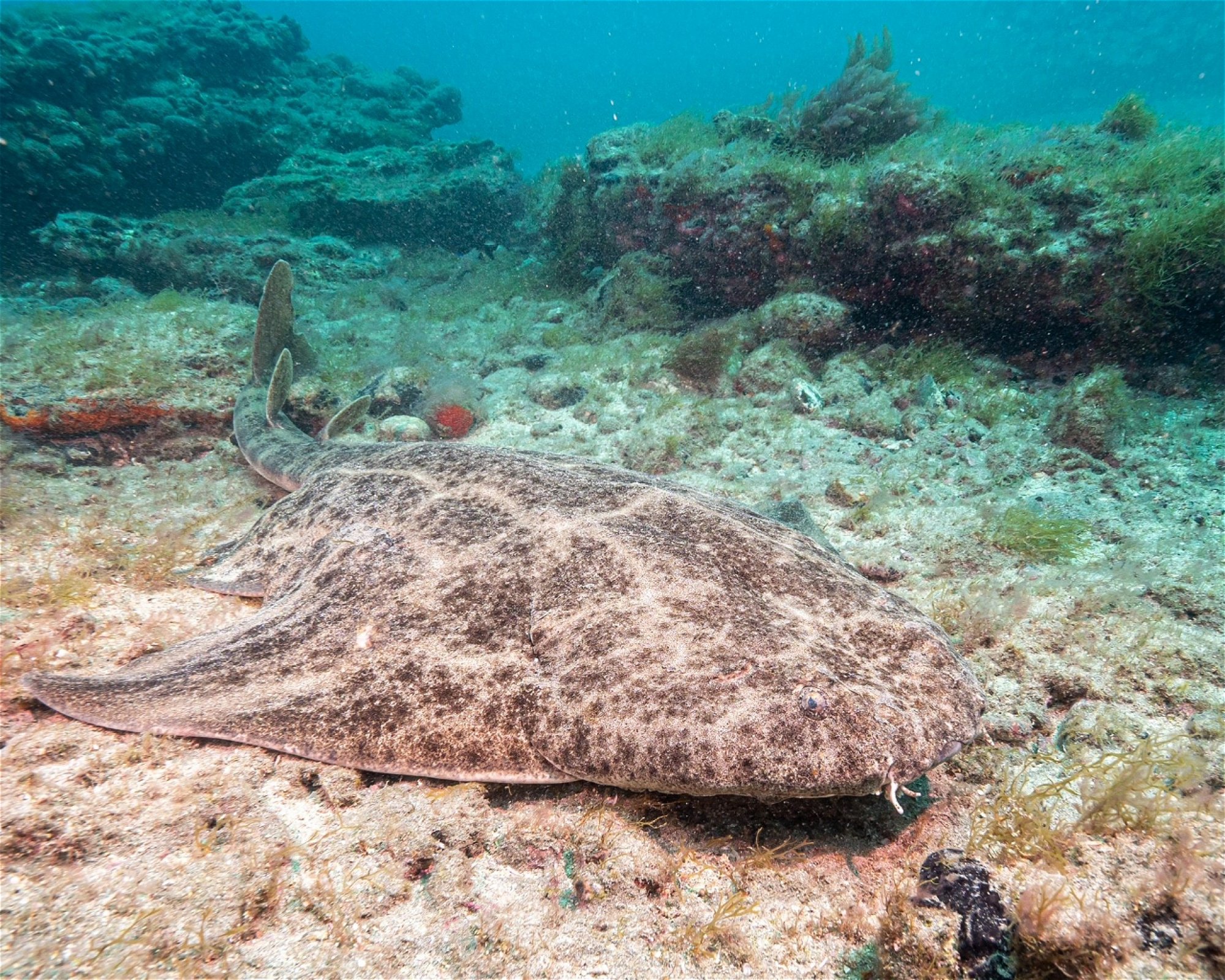 SCUBA SUR, 35120 Arguineguin