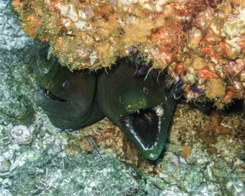 Divesite Image