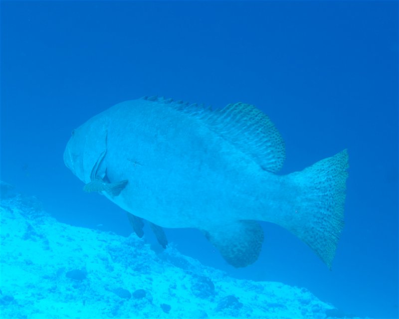 Divesite Image
