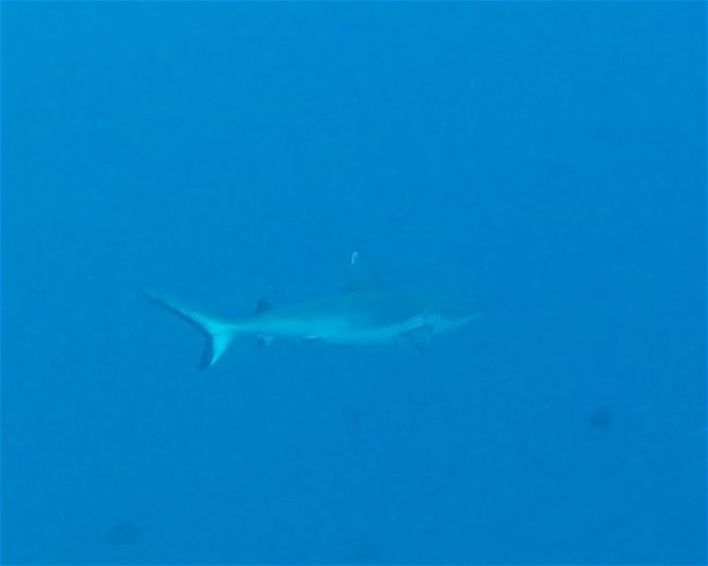 Divesite Image