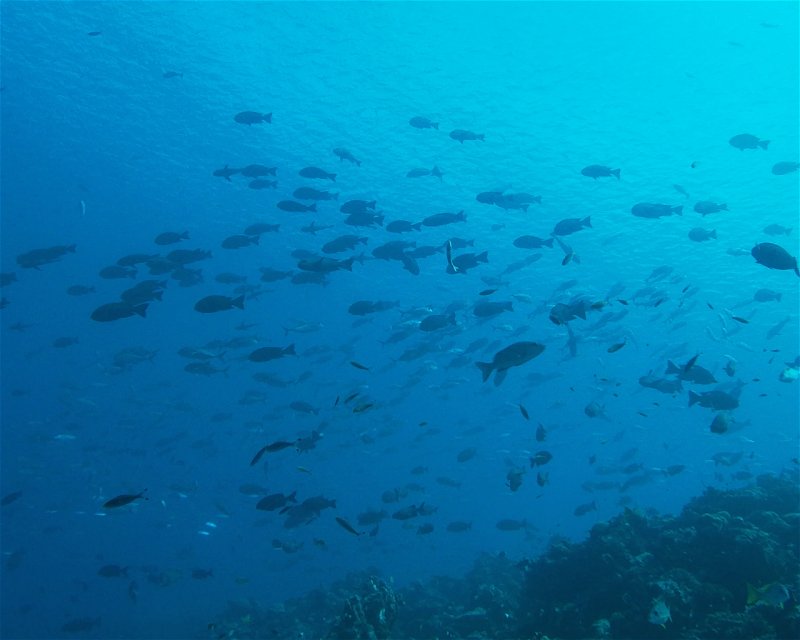 Divesite Image