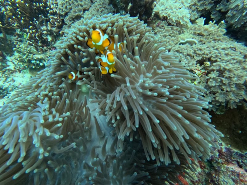 Divesite Image