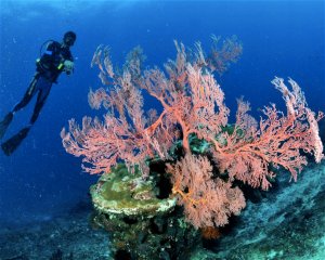 Halik, Gili Trawangan <span class=" text-sm"> (★4.6)</span>