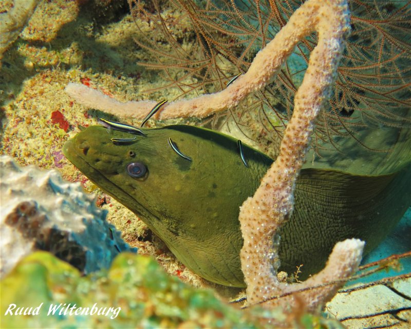 Caracasbaai, image size:800x640