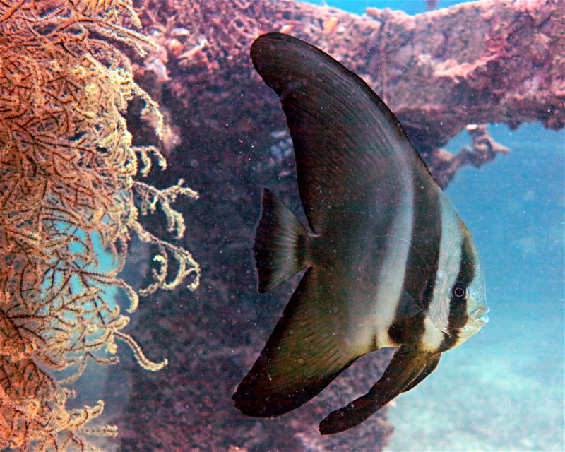 Divesite Image