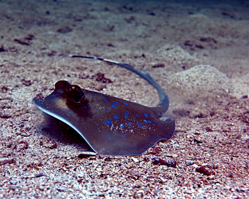 Divesite Image