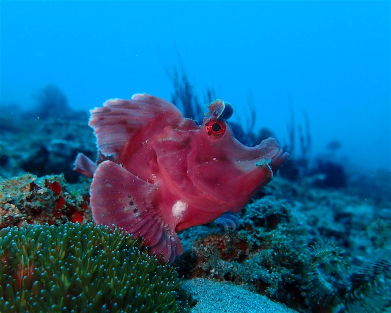 Divesite Image