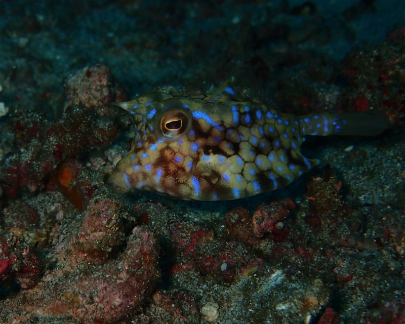 Divesite Image