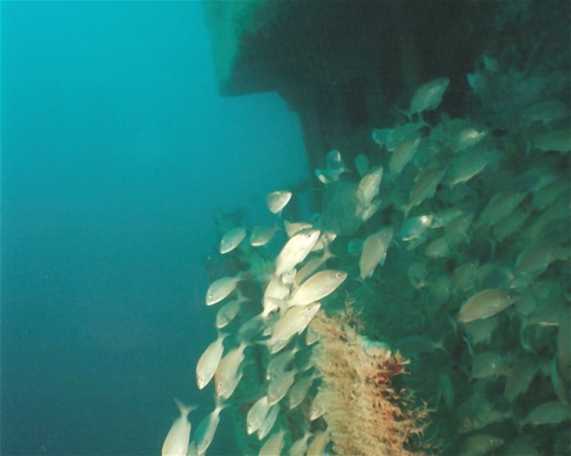 Divesite Image