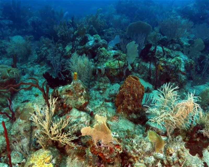 Divesite Image