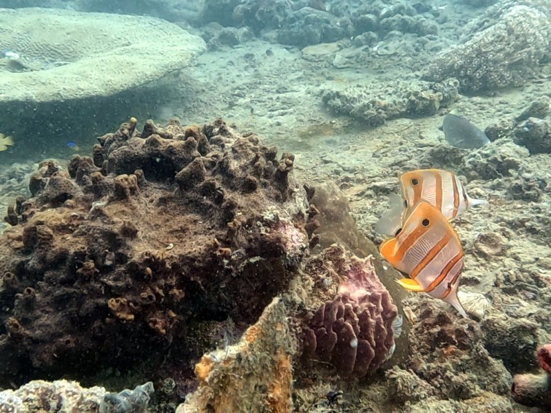 Divesite Image
