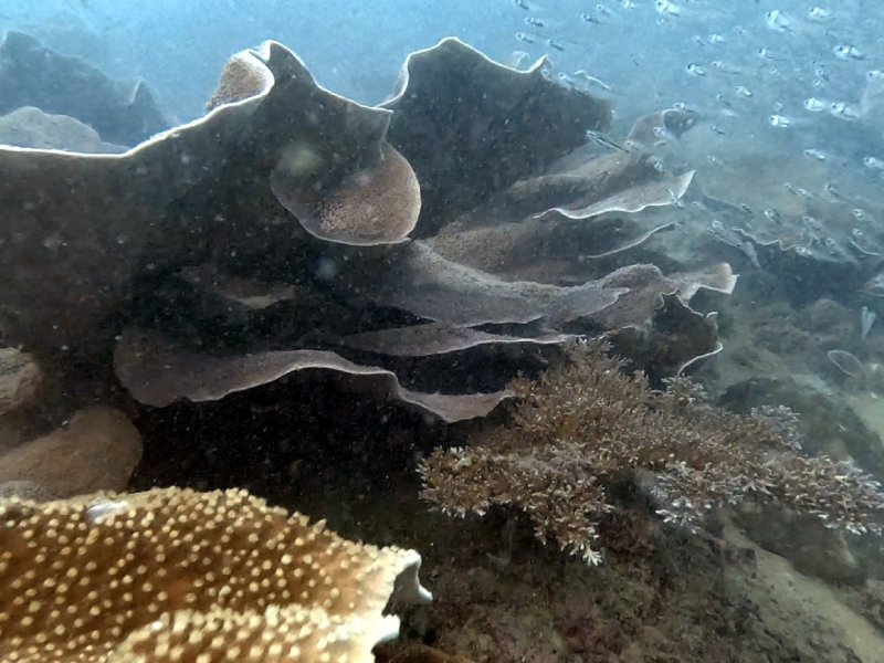 Divesite Image