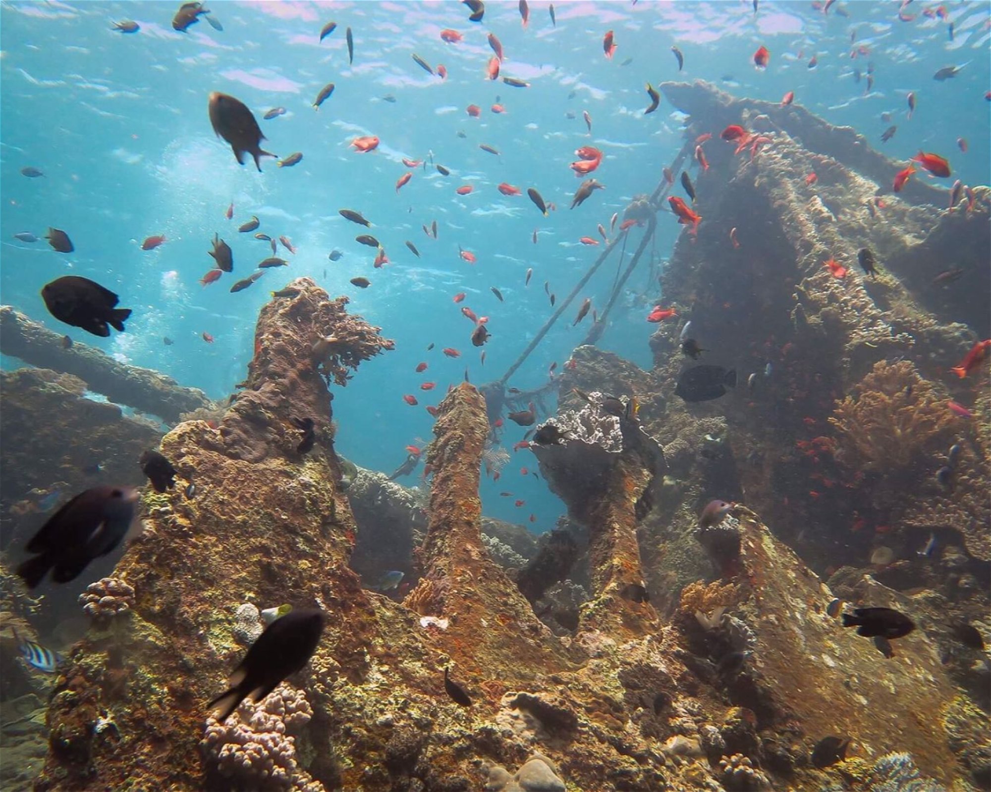 Amed Jepun Divers, 80852 Amed, Karangasem
