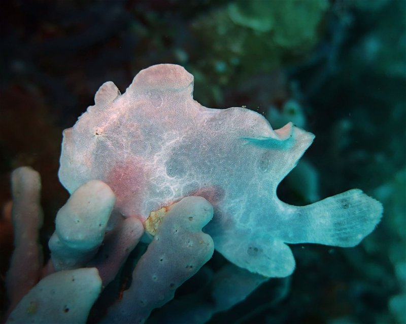 Divesite Image