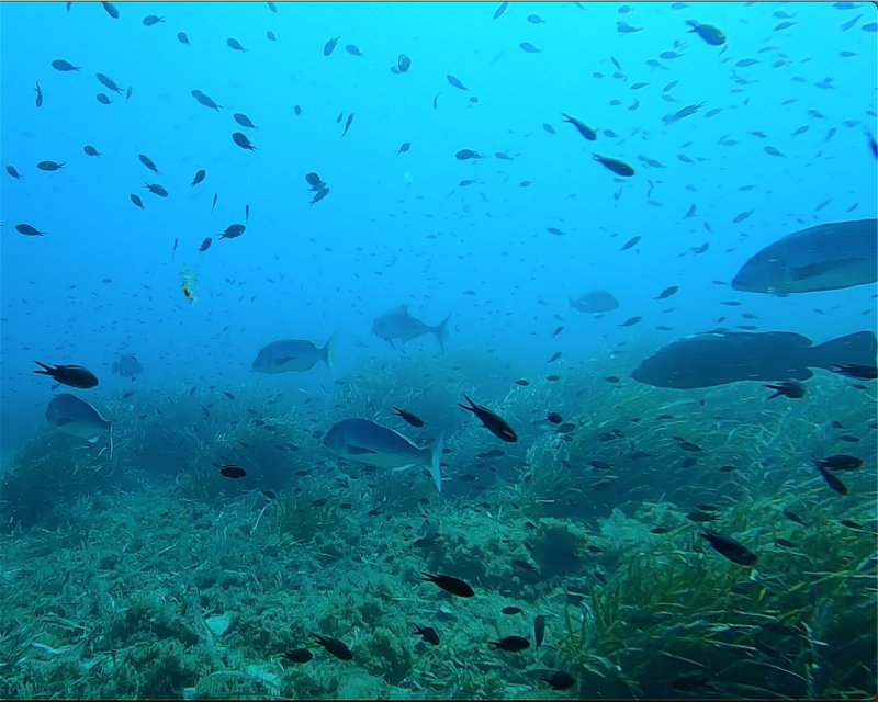 Divesite Image