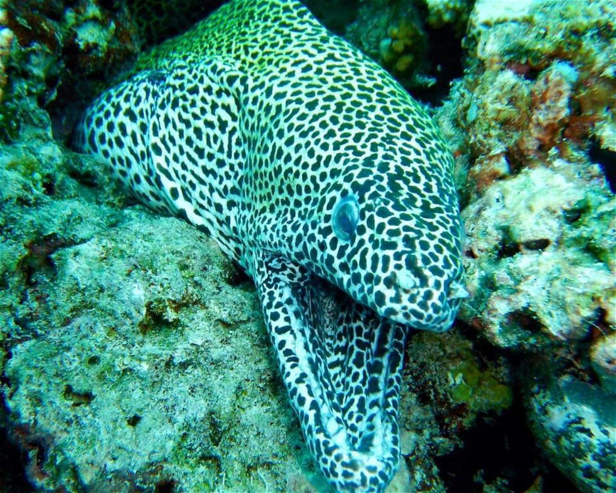 DivePoint Hudhuran Fushi, 20193 Male