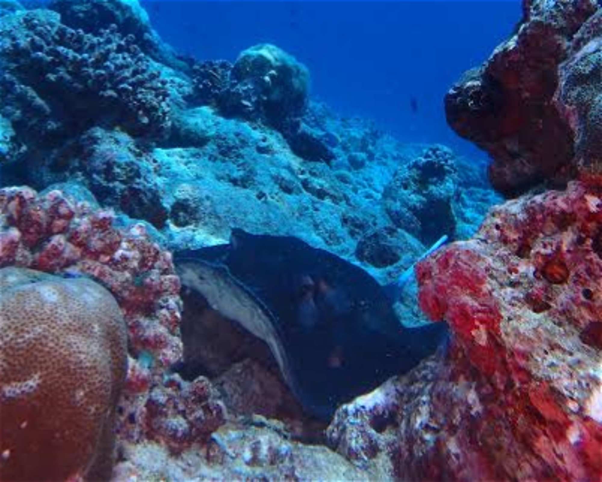 DivePoint Hudhuran Fushi, 20193 Male