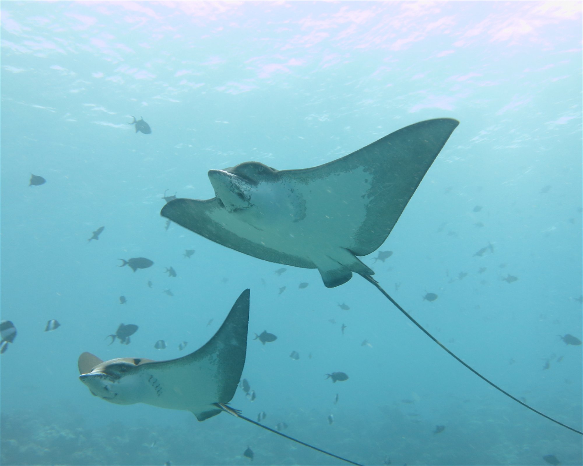 DivePoint Hudhuran Fushi, 20193 Male