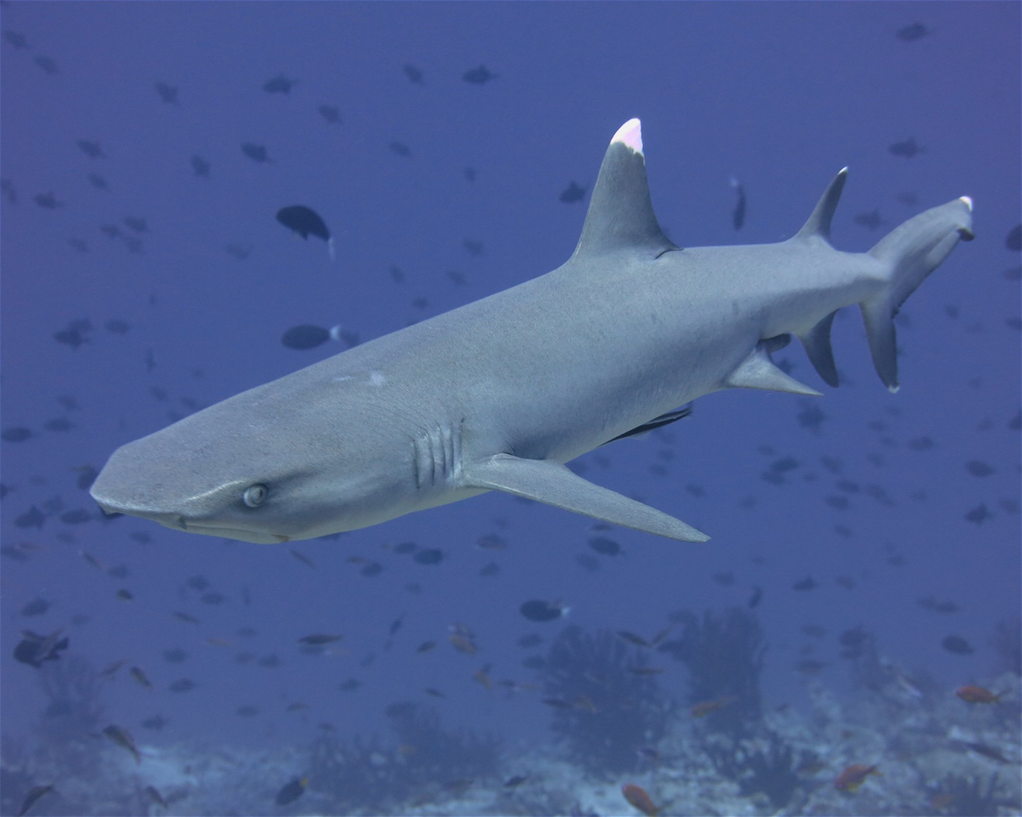 DivePoint Hudhuran Fushi, 20193 Male