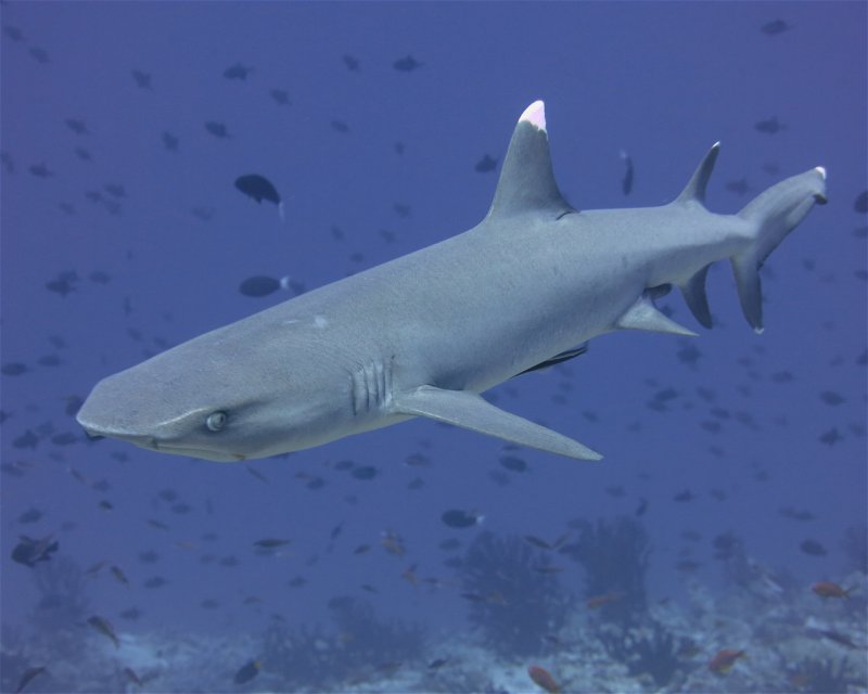 Divesite Image