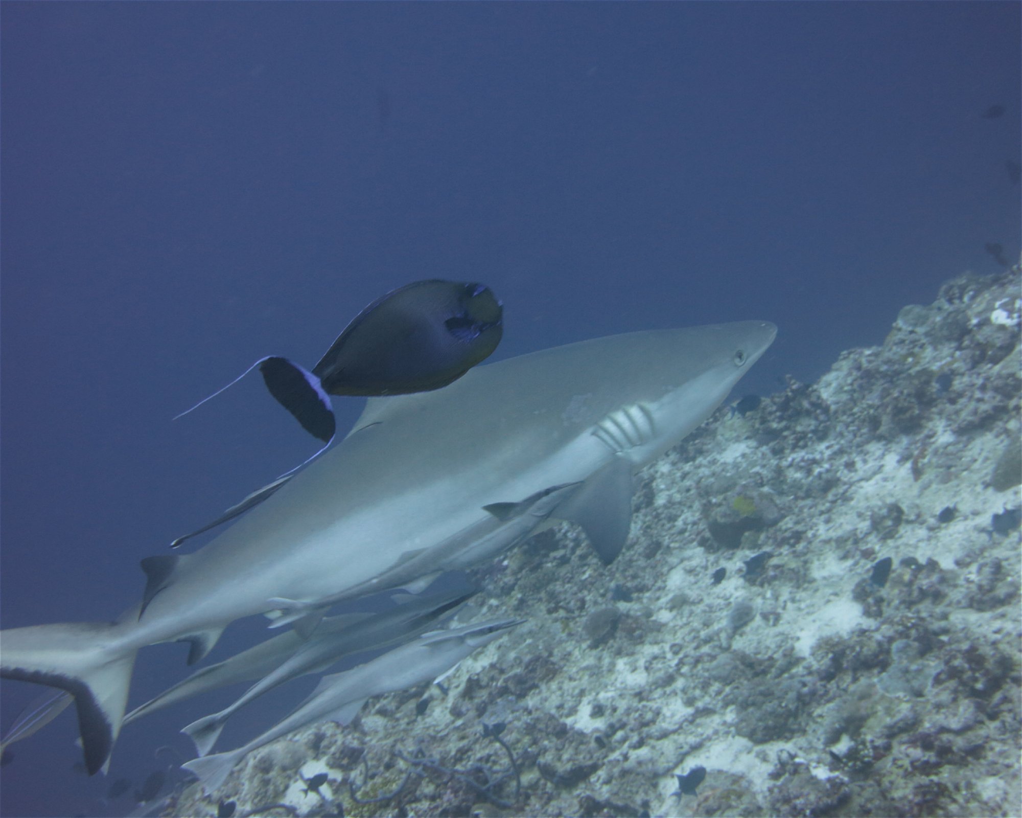 DivePoint Hudhuran Fushi, 20193 Male