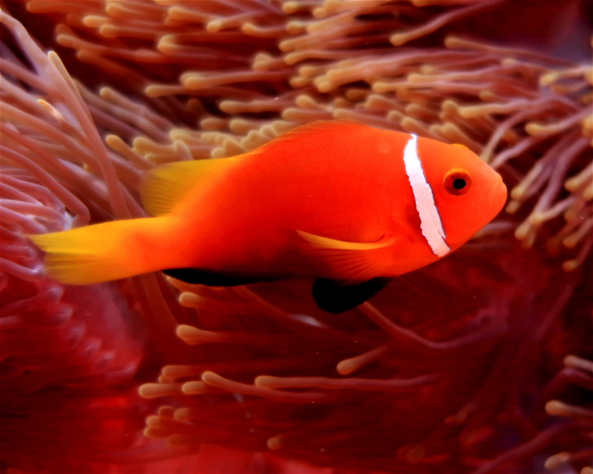DivePoint Hudhuran Fushi, 20193 Male