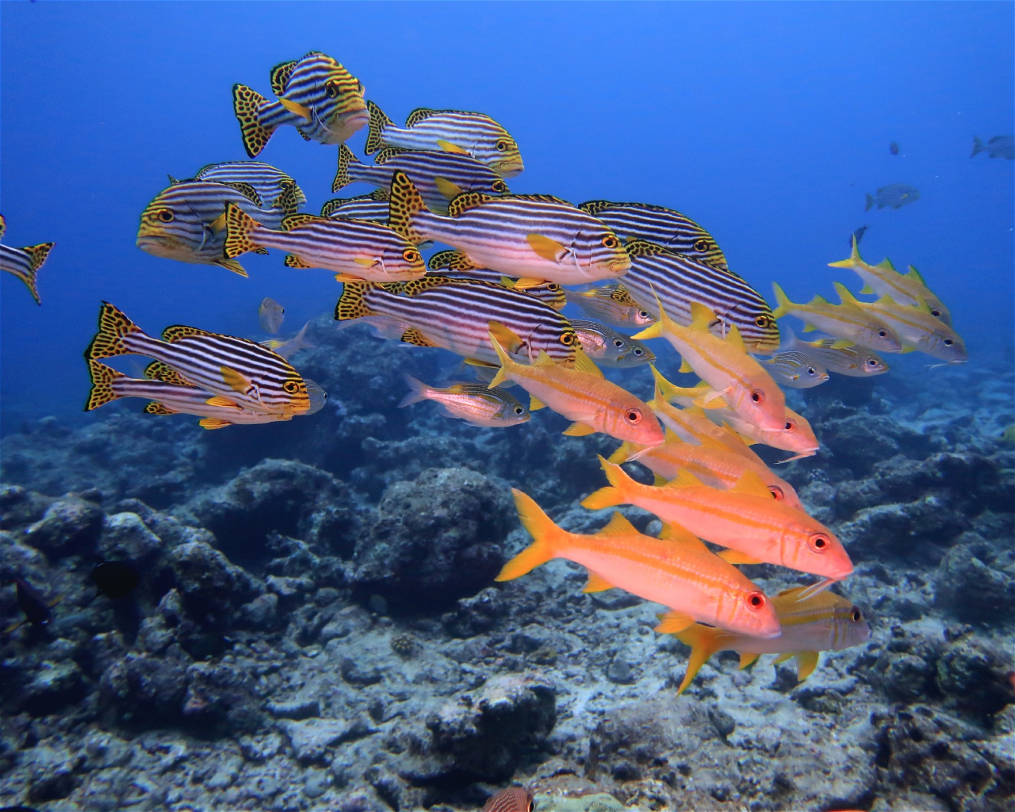 DivePoint Hudhuran Fushi, 20193 Male