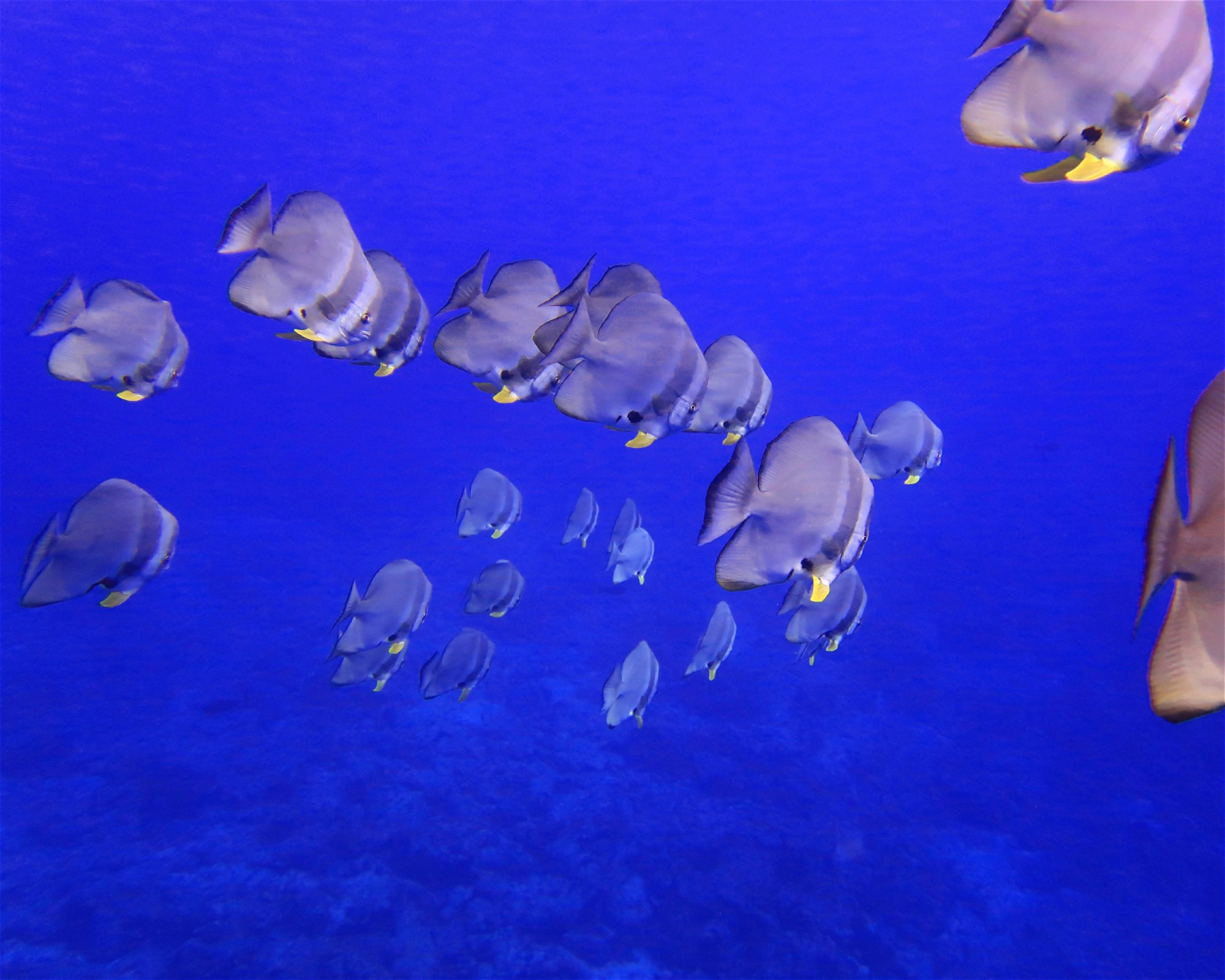 DivePoint Hudhuran Fushi, 20193 Male