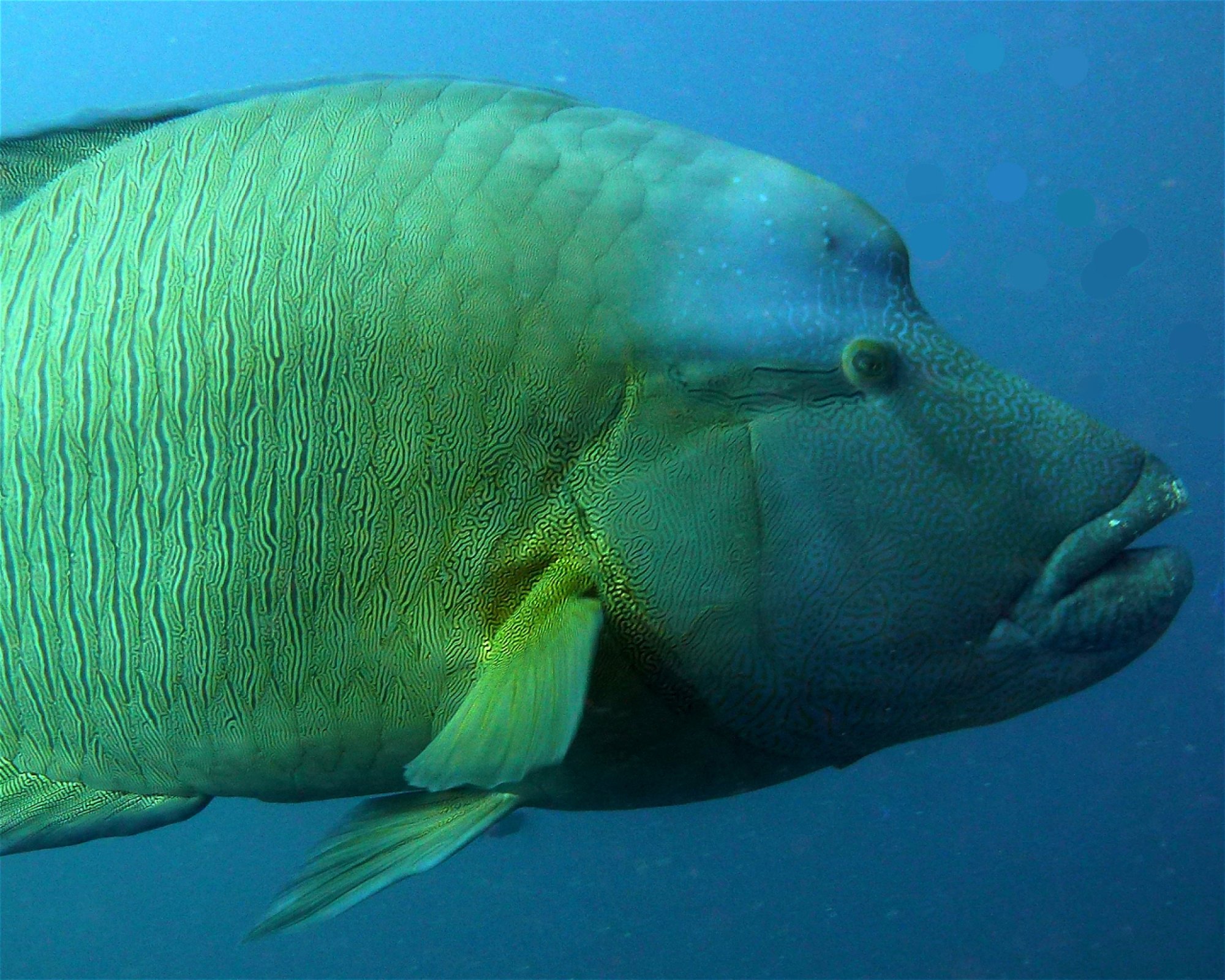 DivePoint Hudhuran Fushi, 20193 Male