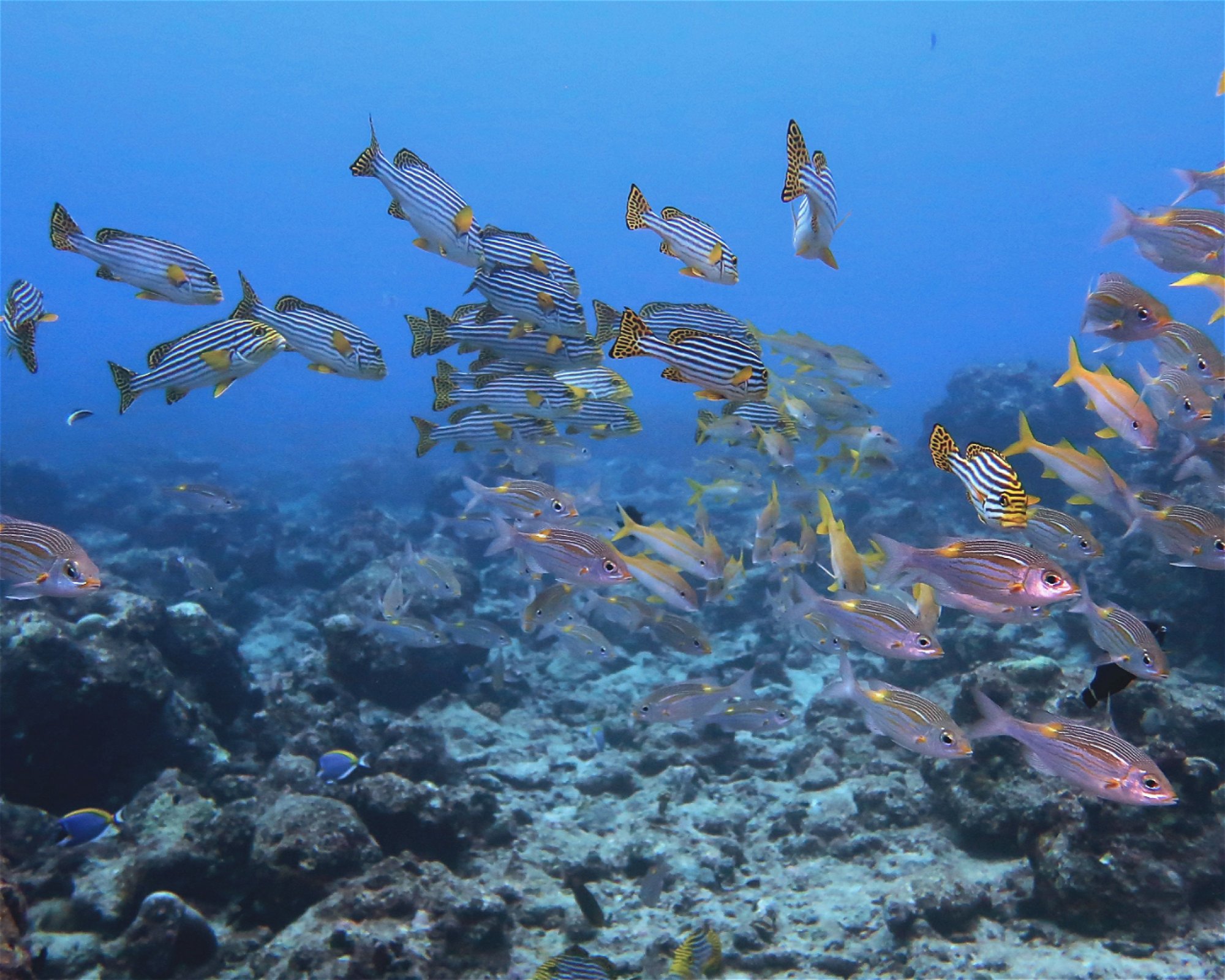 DivePoint Hudhuran Fushi, 20193 Male
