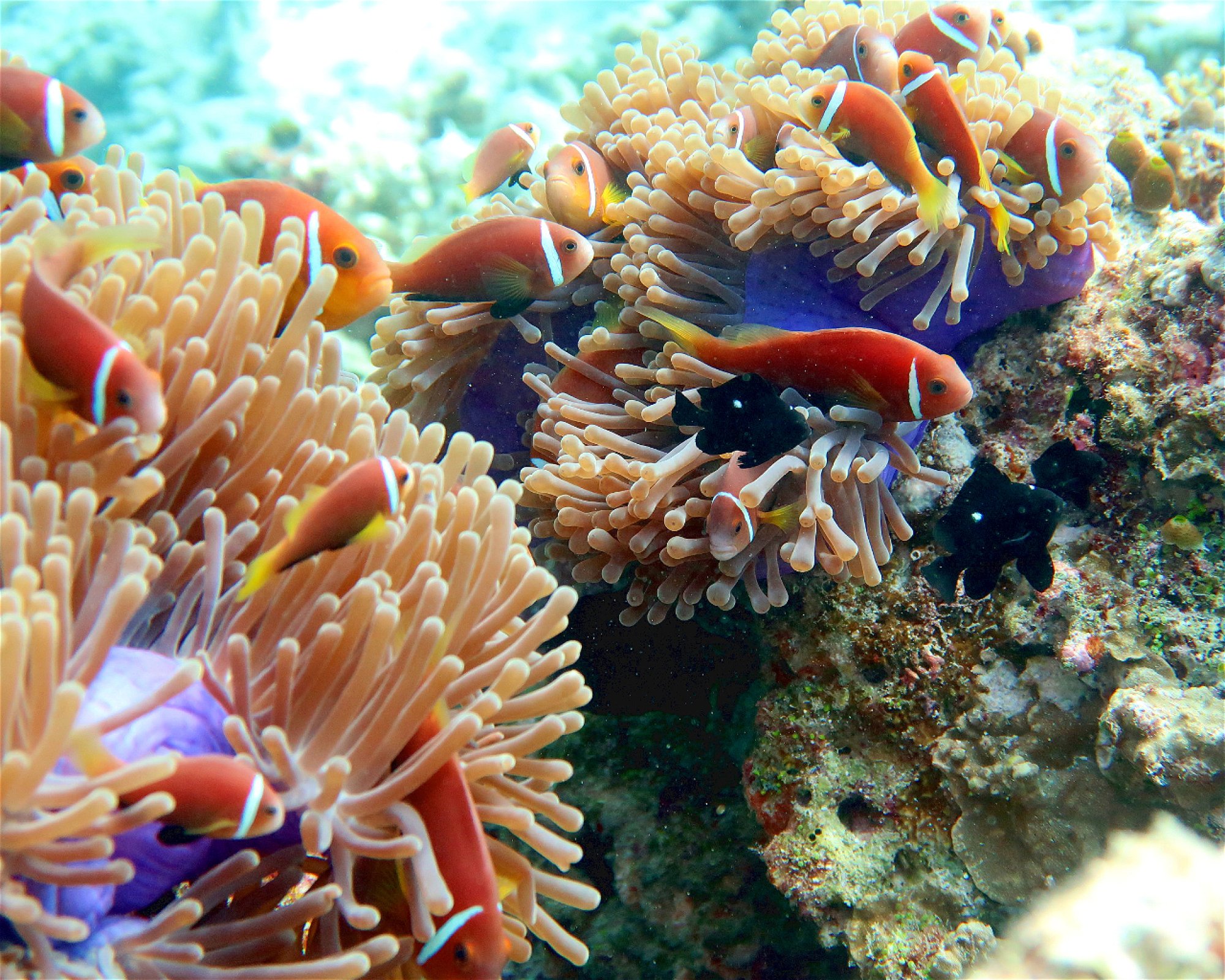 DivePoint Hudhuran Fushi, 20193 Male