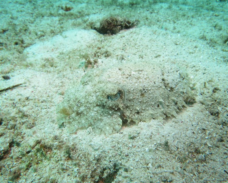 Divesite Image