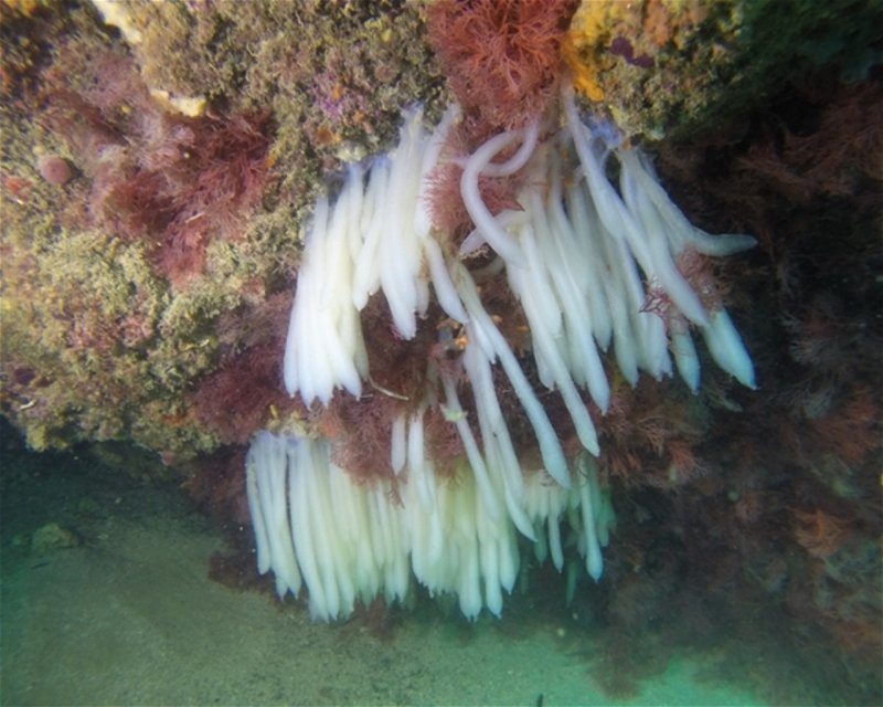 Divesite Image