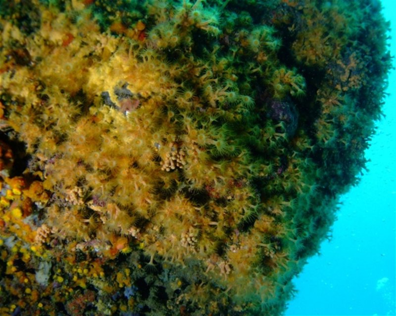 Divesite Image