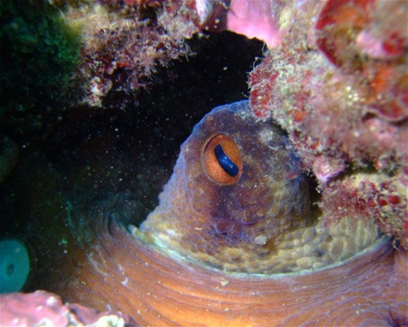 Divesite Image
