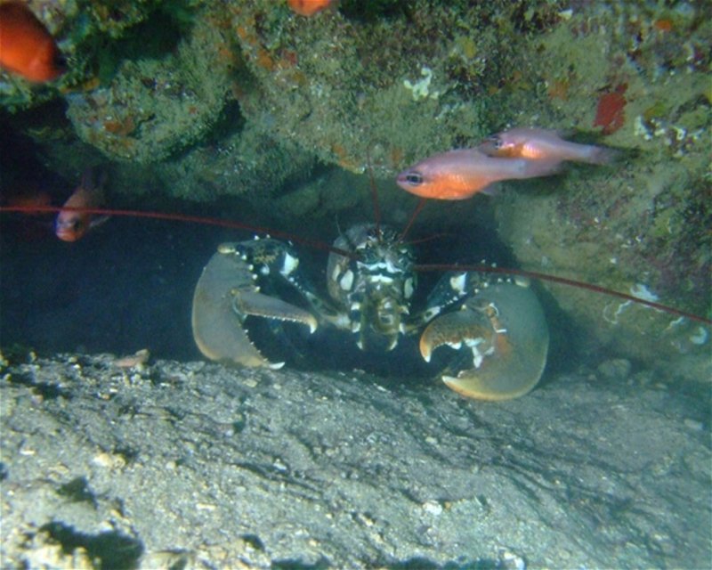 Divesite Image