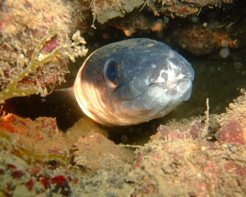 Divesite Image