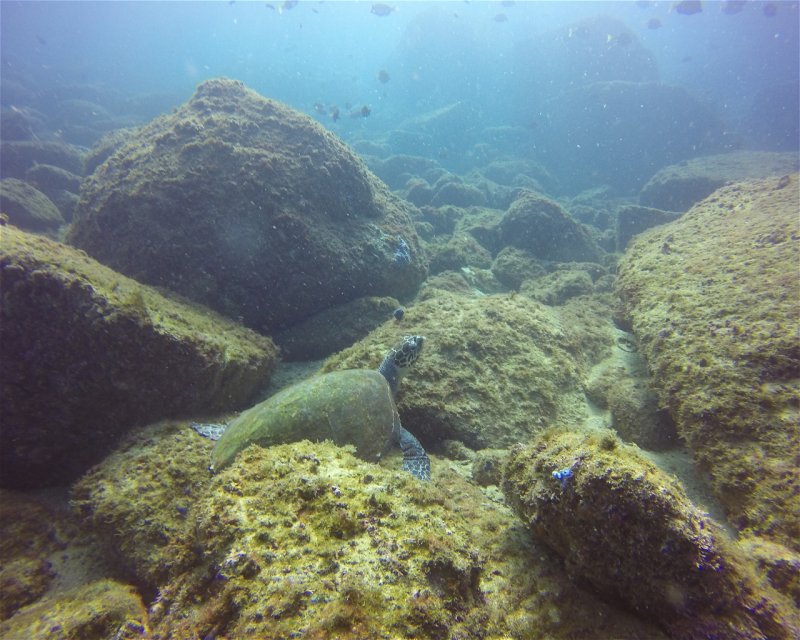 Divesite Image